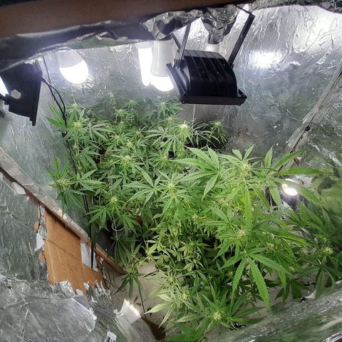 Prenseed growlog timeline photo
