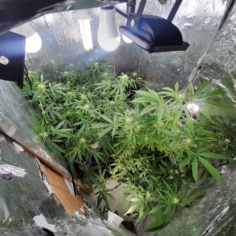 Prenseed growlog timeline photo