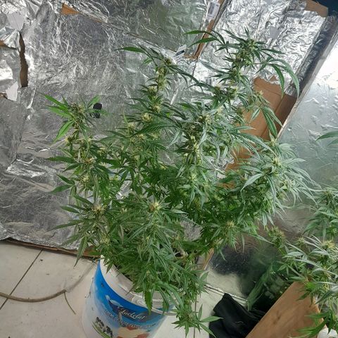 Prenseed growlog photo: Floracao boa 