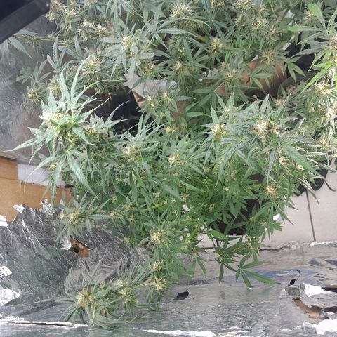 Prenseed growlog photo: 1°