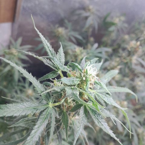 Prenseed growlog photo: 1°
