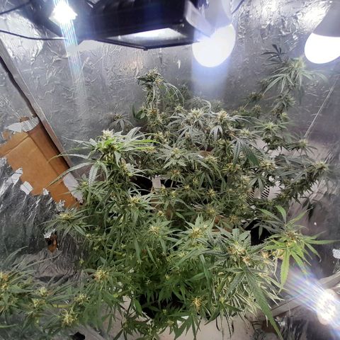 Prenseed growlog photo: 2°