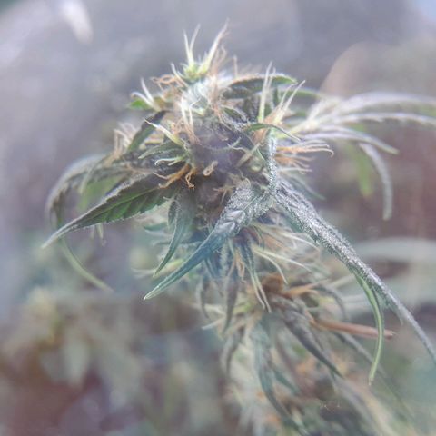 Prenseed growlog photo: 2°