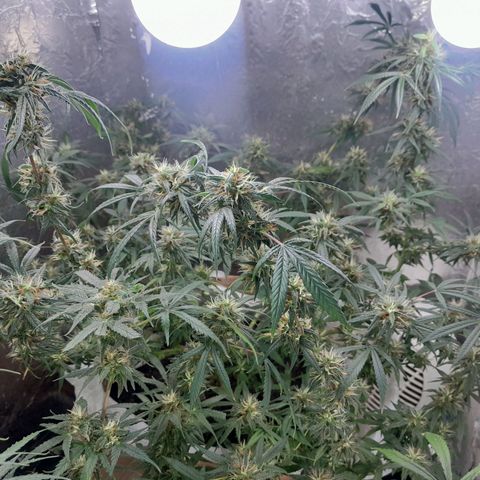Prenseed growlog photo: 2°