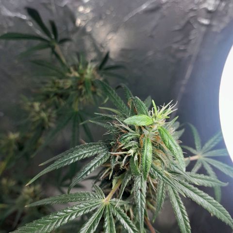 Prenseed growlog photo: 2°