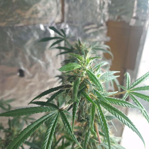 Prenseed growlog timeline photo