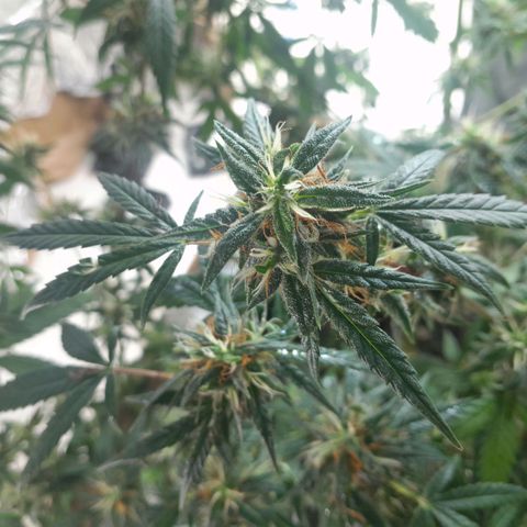 Prenseed growlog timeline photo