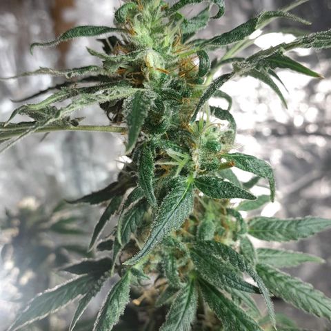 Prenseed growlog timeline photo