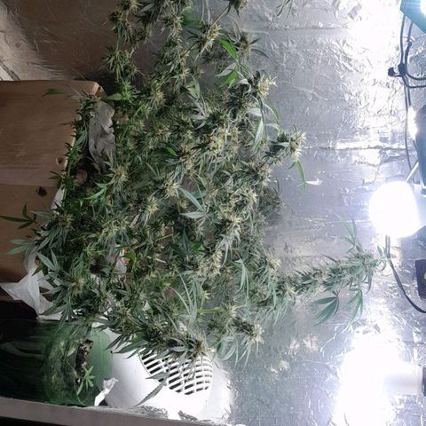 Prenseed growlog timeline photo