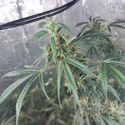 Prenseed growlog timeline photo