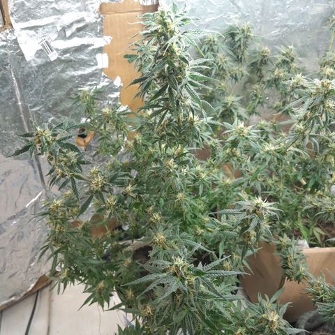 Prenseed growlog timeline photo
