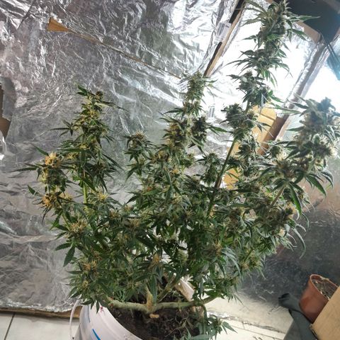 Prenseed growlog photo: 1°