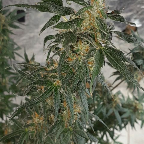 Prenseed growlog photo: 1°