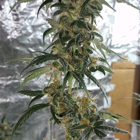 Prenseed growlog photo: 1°