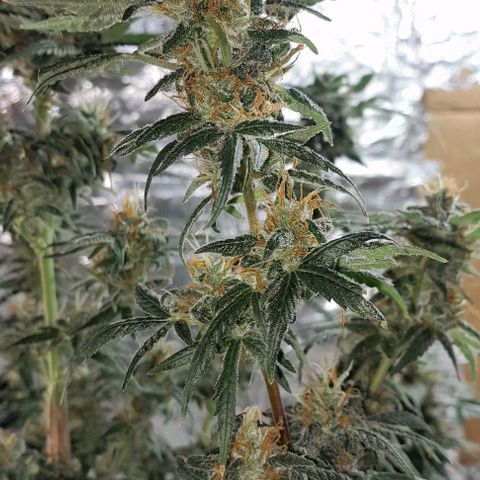 Prenseed growlog photo: 1°
