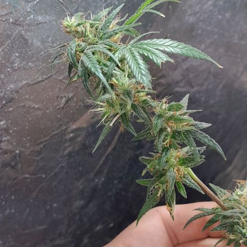 Prenseed growlog photo: 2°