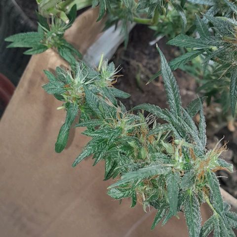 Prenseed growlog photo: 2°