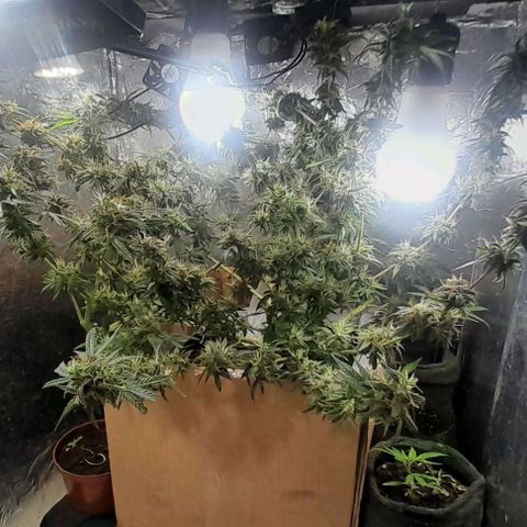Prenseed growlog timeline photo