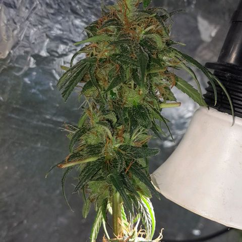 Prenseed growlog photo: 2°