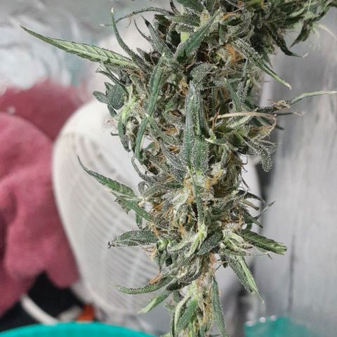 Prenseed growlog timeline photo