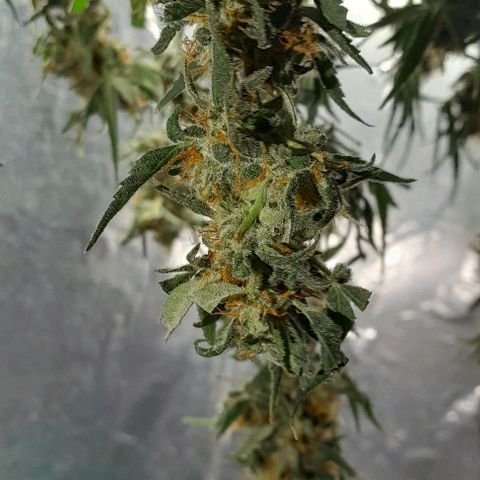 Prenseed growlog timeline photo