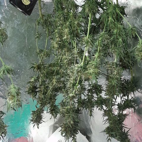 Prenseed growlog timeline photo