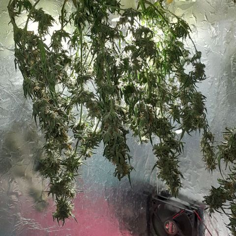 Prenseed growlog timeline photo