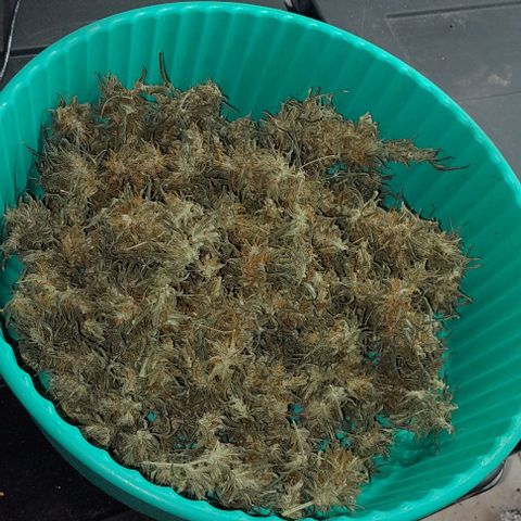 Prenseed growlog timeline photo
