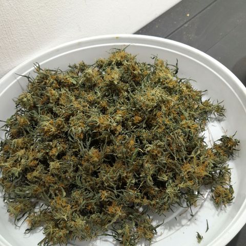 Prenseed growlog timeline photo