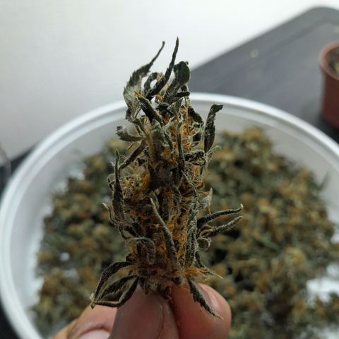 Prenseed growlog timeline photo