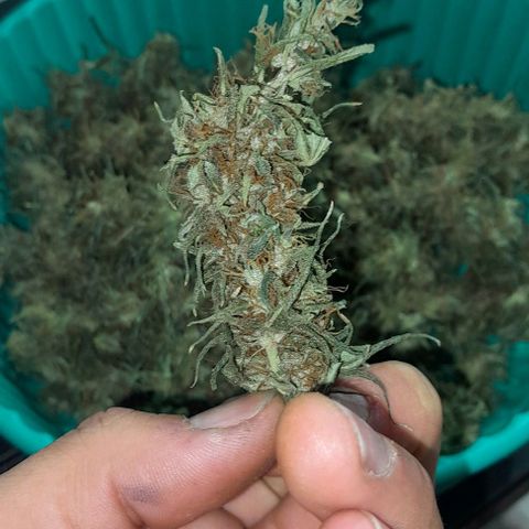 Prenseed growlog timeline photo