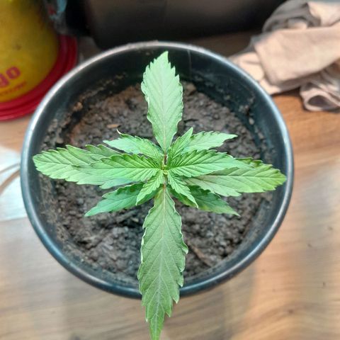 Prenseed  growlog timeline photo
