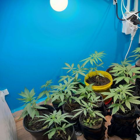 Prenseed  growlog timeline photo