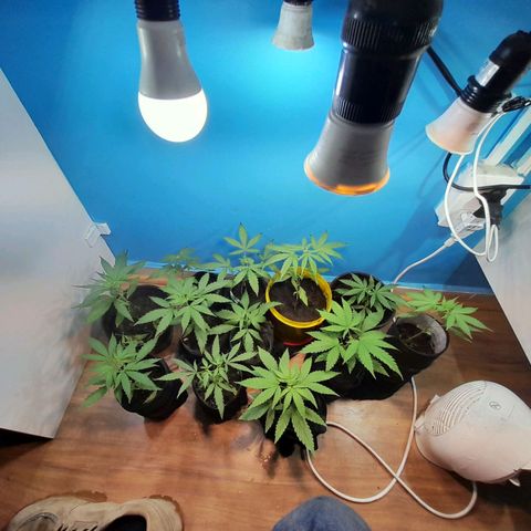 Prenseed  growlog timeline photo