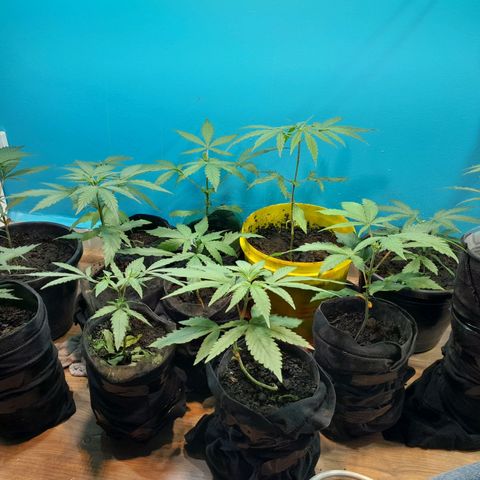 Prenseed  growlog timeline photo