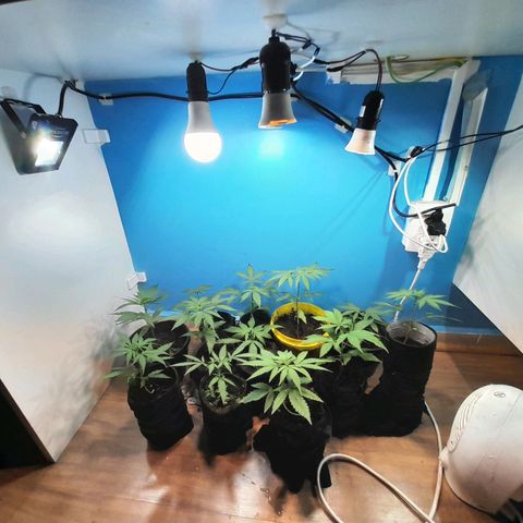 Prenseed  growlog timeline photo