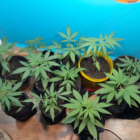 Prenseed  growlog timeline photo