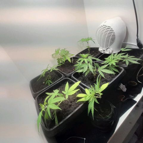 Prenseed  growlog timeline photo