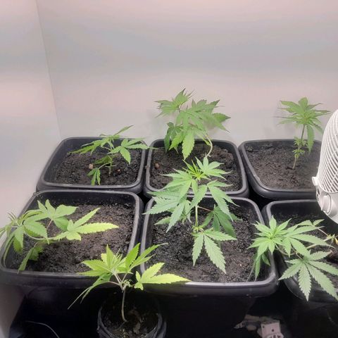 Prenseed  growlog timeline photo
