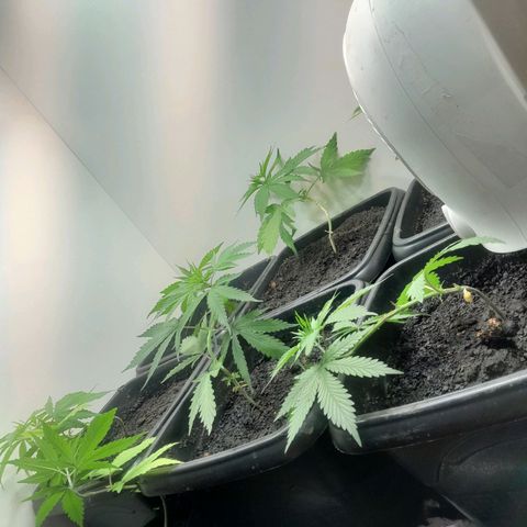 Prenseed  growlog timeline photo