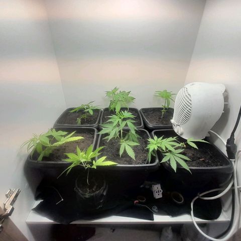 Prenseed  growlog timeline photo