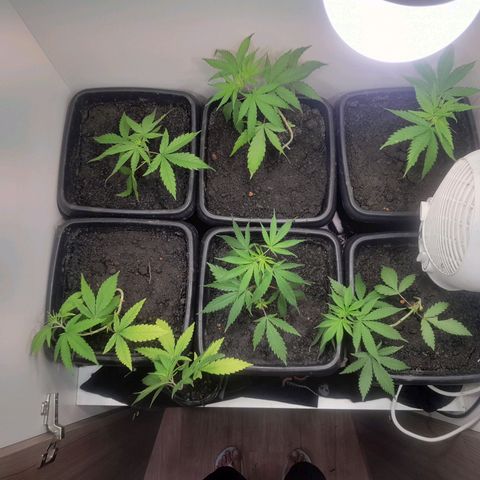 Prenseed  growlog timeline photo