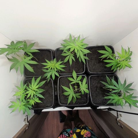 Prenseed  growlog timeline photo