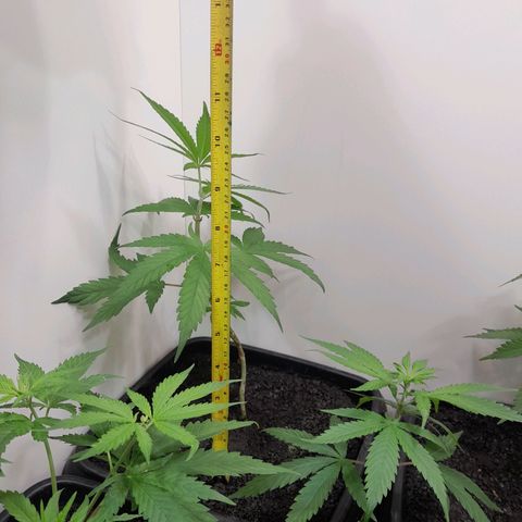 Prenseed  growlog timeline photo