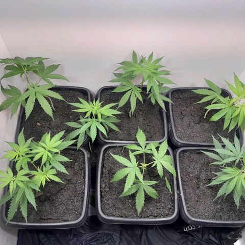 Prenseed  growlog timeline photo