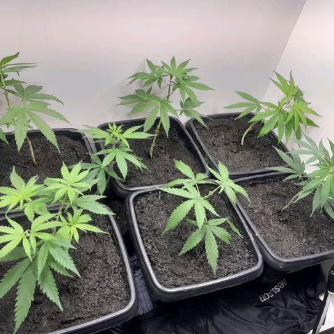 Prenseed  growlog timeline photo