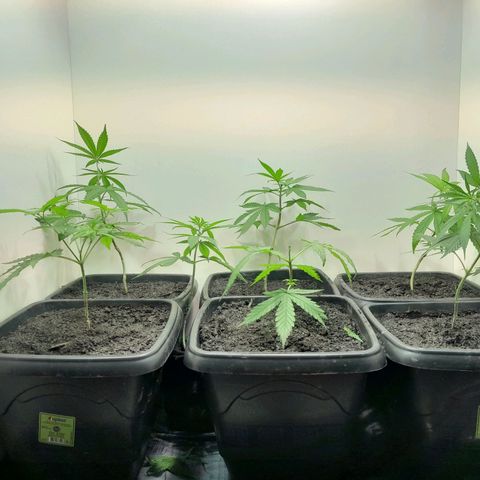 Prenseed  growlog timeline photo