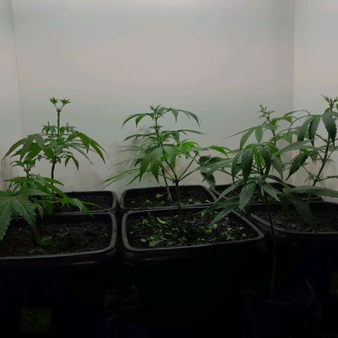 Prenseed  growlog timeline photo