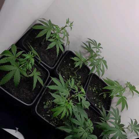 Prenseed  growlog timeline photo