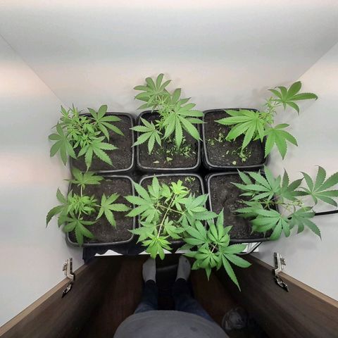 Prenseed  growlog timeline photo